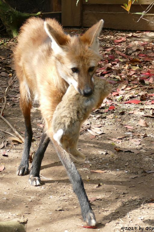 Mähnenwolf