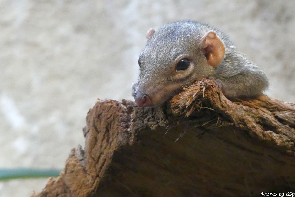 Nördliches Spitzhörnchen (Belanger-Tupaja)