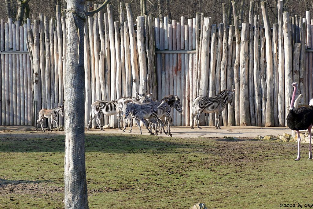 Grévy-Zebra, Nordafrikanischer Strauß (Nordafrikanischer Rothalsstrauß)