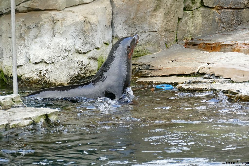 Südafrikanischer Seebär (Zwergseebär)