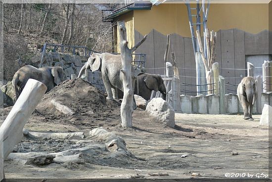 Afrikanischer Elefant