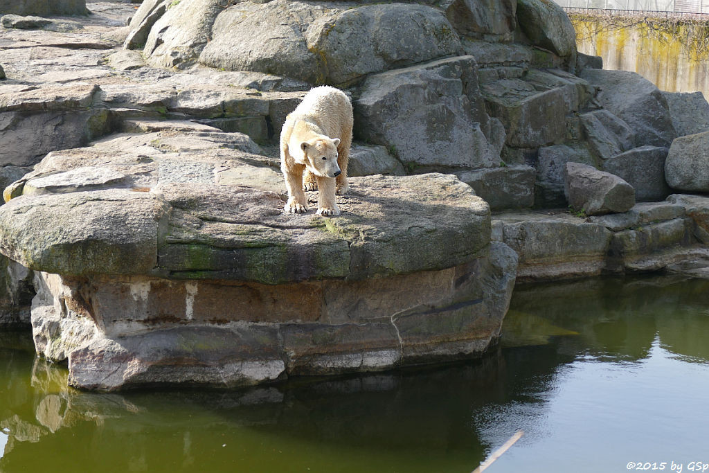 Eisbär