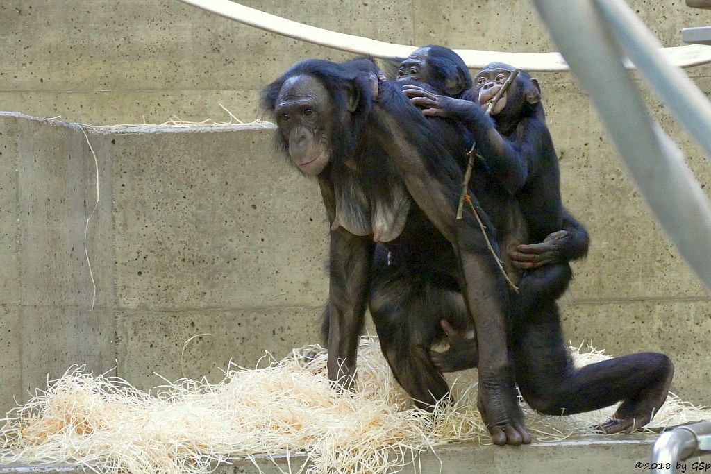 Bonobo (Zwergschimpanse)