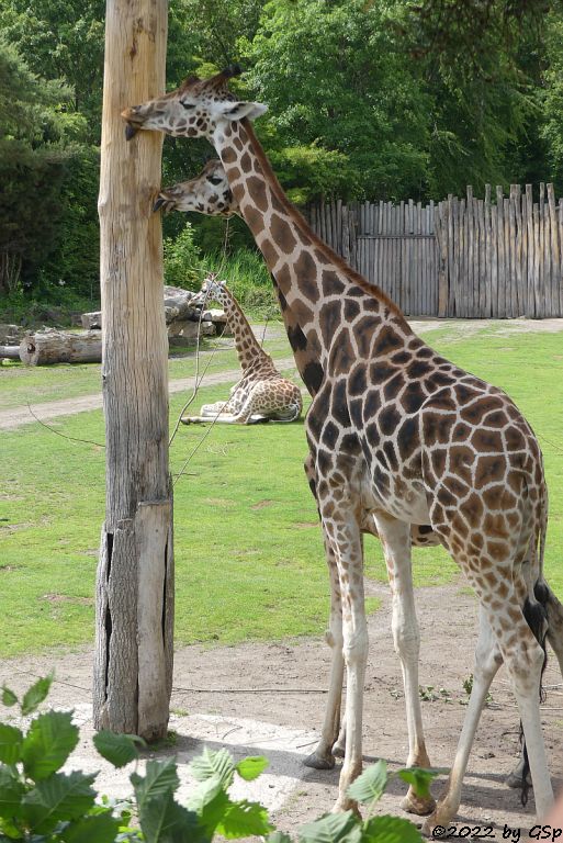 Rothschildgiraffe (Uganda-Giraffe, Baringo-Giraffe)