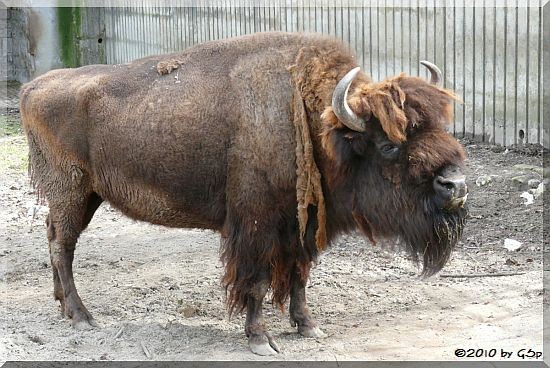 Präriebison (Amerikanischer Bison)