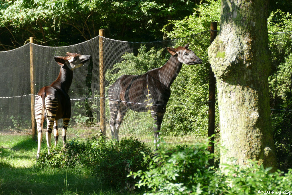 Okapi