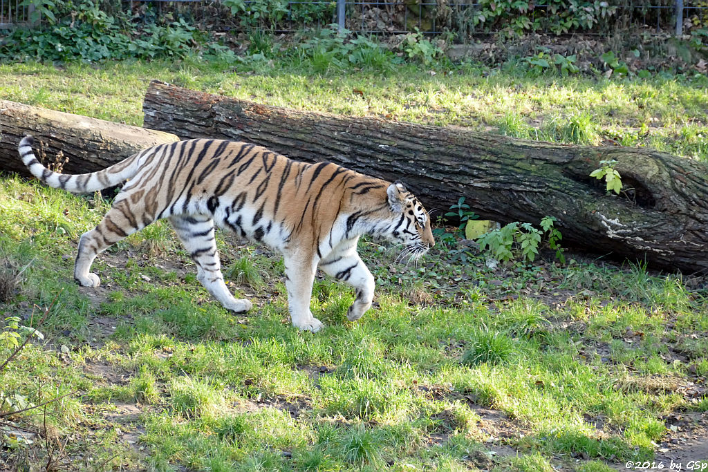 Sibirische Tigerin HANYA