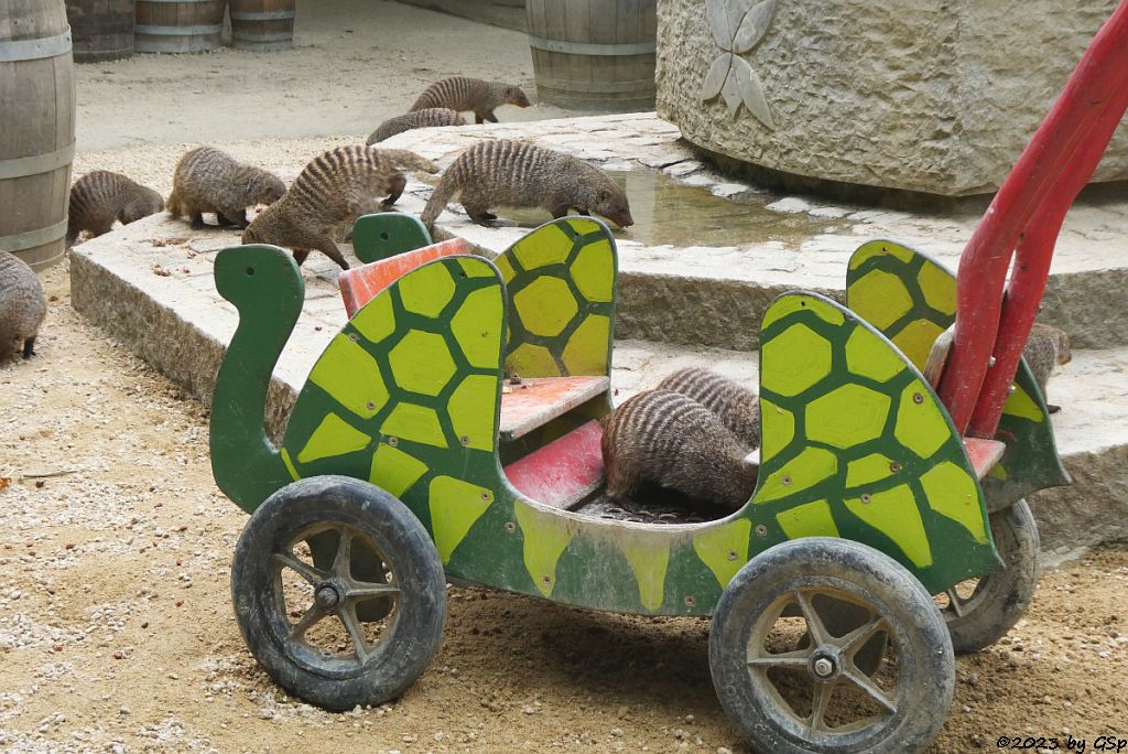 Zebramanguste