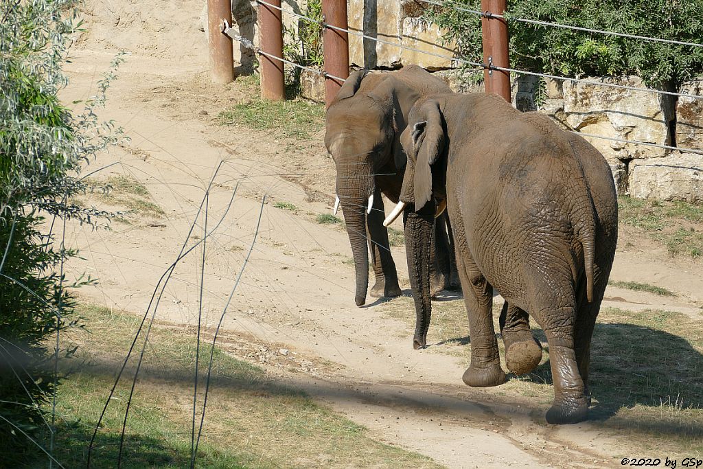 KARIBA, LILAK