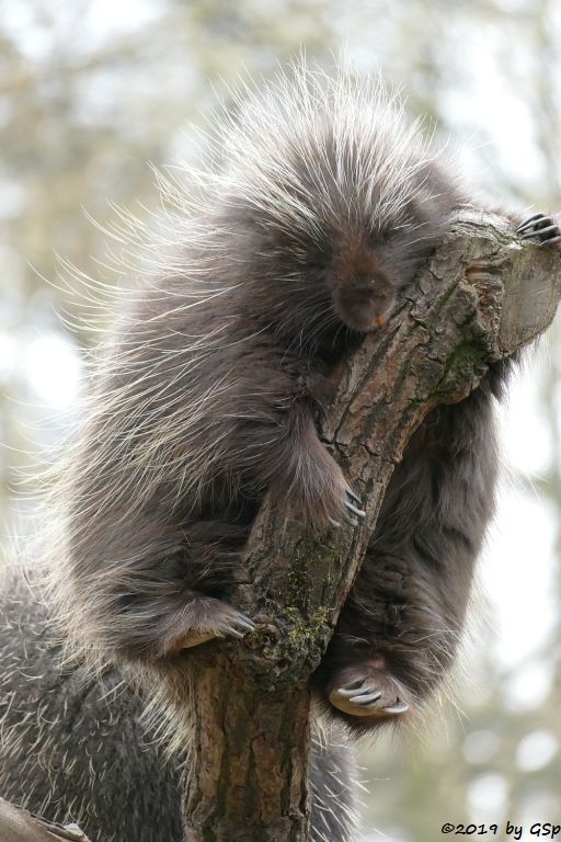 Nordamerikanischer Baumstachler (Urson)