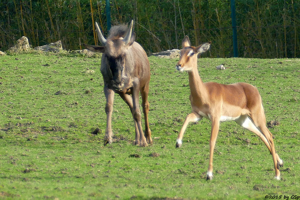 Streifengnu, Impala (Schwarzfersenantilope)