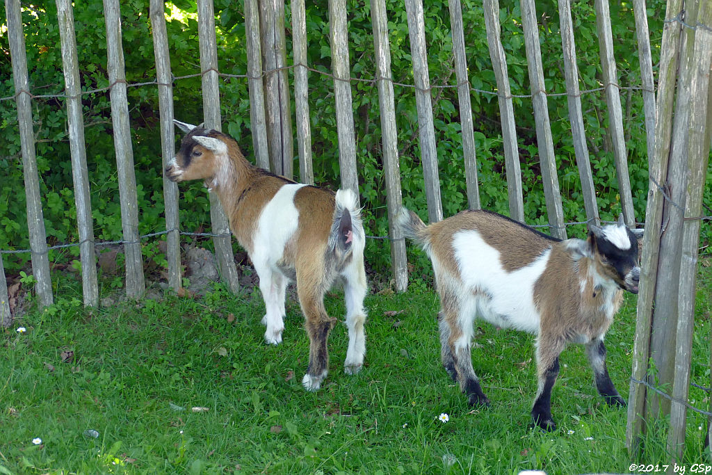 Afrikanische Zwergziege, (Westafrikanische Zwergziege, Kamerun-Zwergziege)