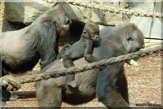 REBECCA und DIAN mit QUEMBO 07.07.11