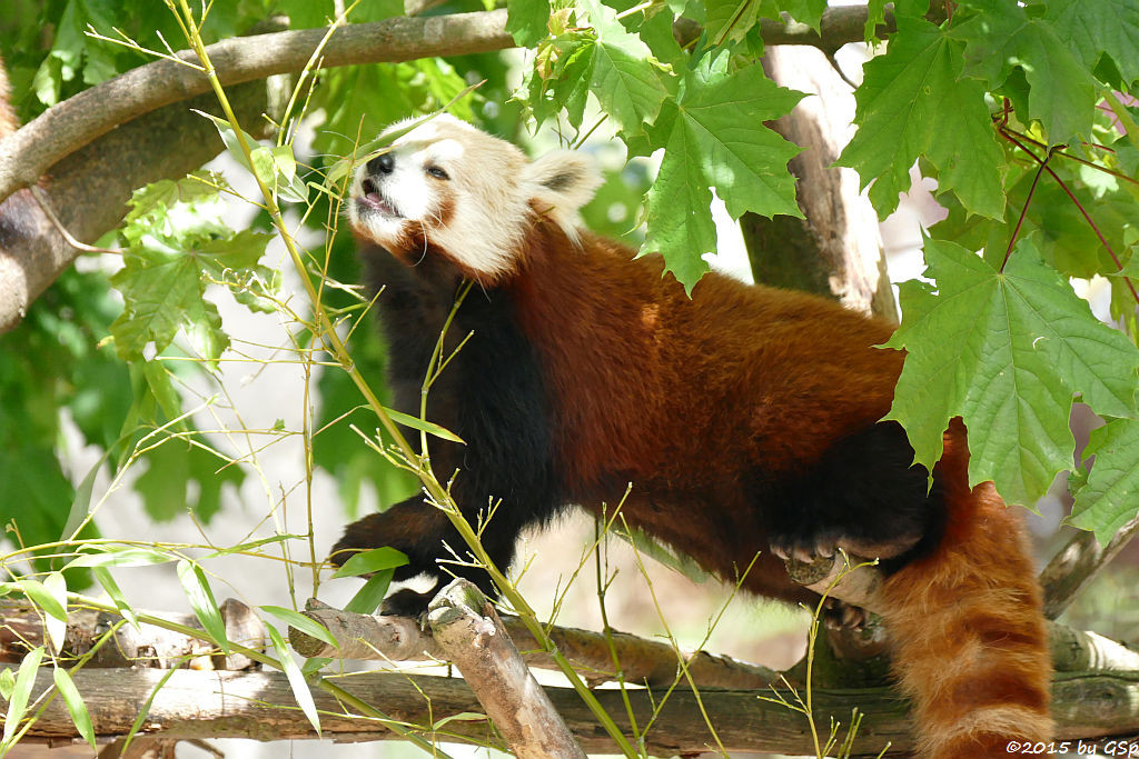  Kleiner Panda