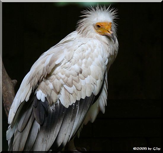 Weißkopf-Seeadler