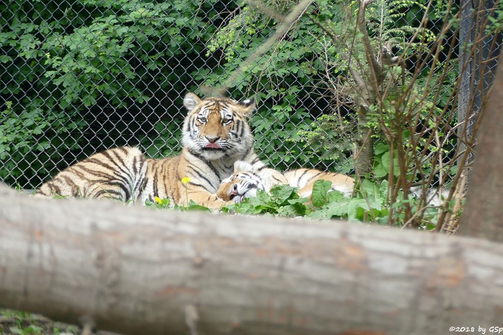 Amurtiger (Sibirischer Tiger, Mandschu-Tiger)