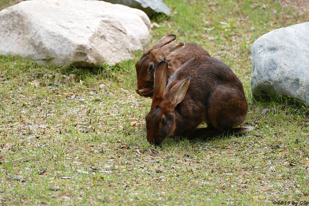 Hasenkaninchen