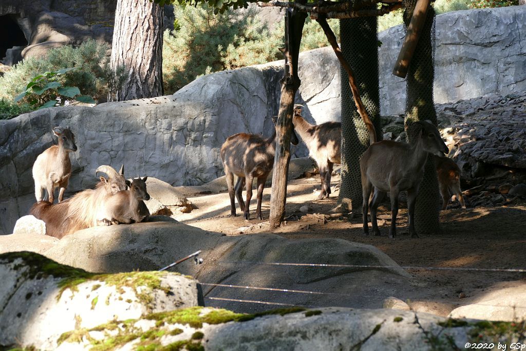 Himalaya-Tahr