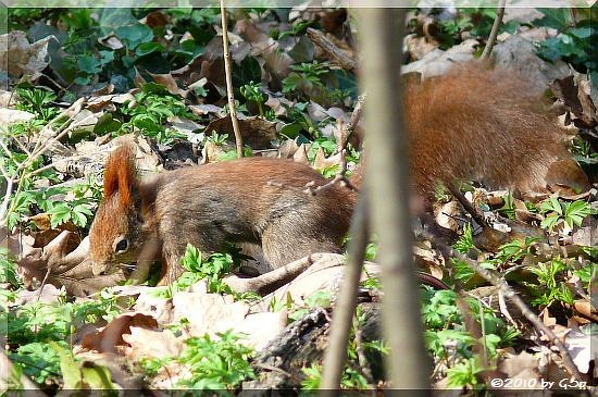 Eichhörnchen