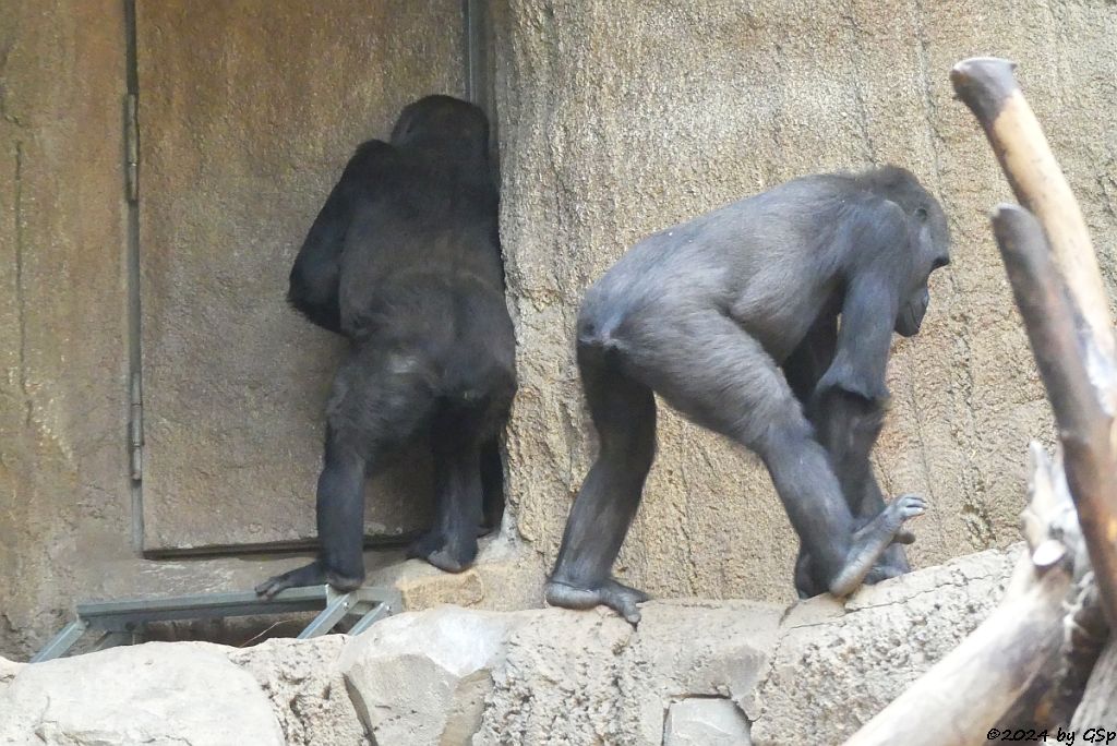 Westlicher Flachlandgorilla