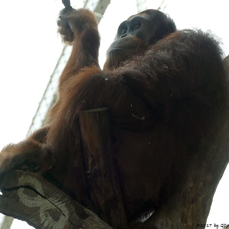 Sumatra-Orang-Utan KEMBALI