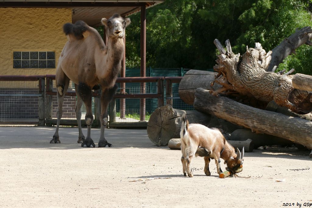 Trampeltier (Zweihöckriges Kamel, Hauskamel), Afrikan. Zwergziege (Westafrikan. Zwergziege, Kamerun-Zwergziege)