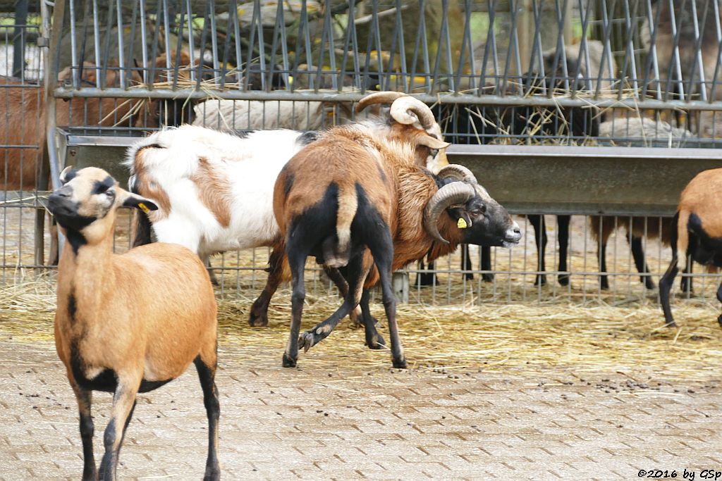 Kamerunschaf, Afrikanische Zwergziege (Westafrikanische Zwergziege, Kamerun-Zwergziege)