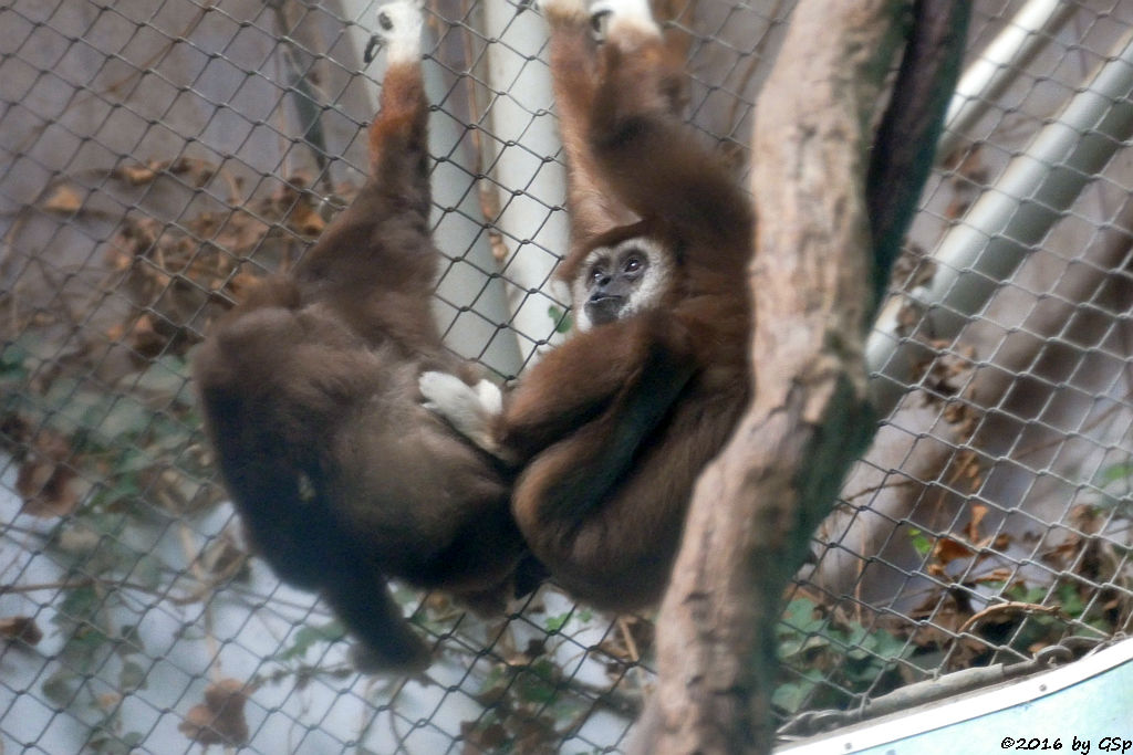 Weißhandgibbon