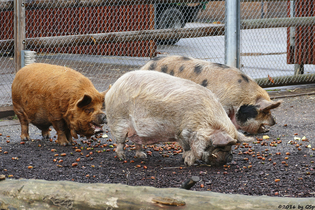Kune-Kune-Schwein (Maori-Native)