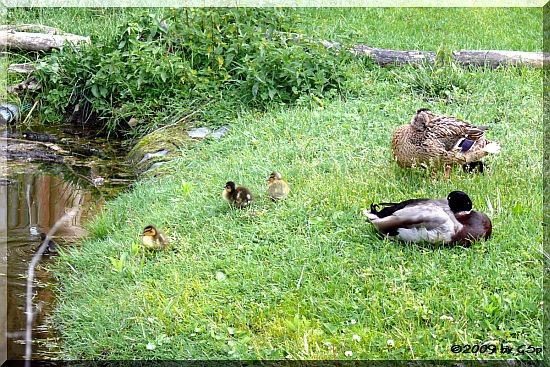 Stockenten-Familie