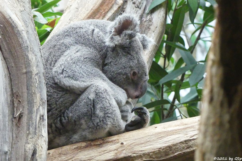 Nördlicher Koala (Queensland-Koala, Neusüdwales-Koala)