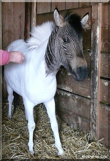 Zebra-Pferd ECLYSE