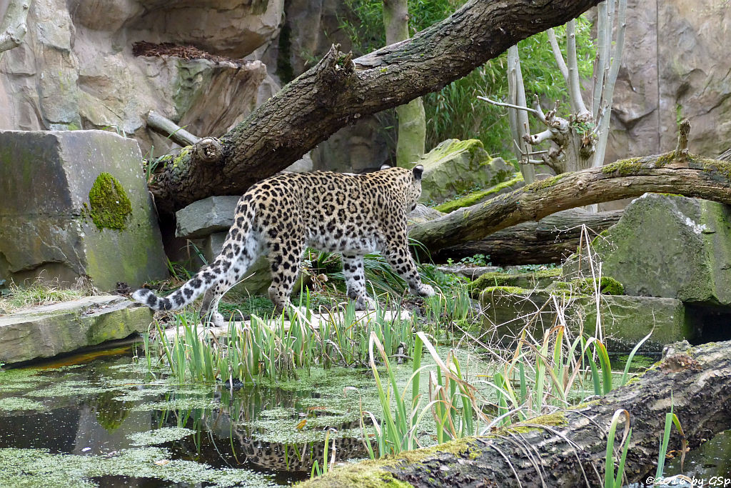 Nordpersischer Leopard (Afghanischer Leopard)