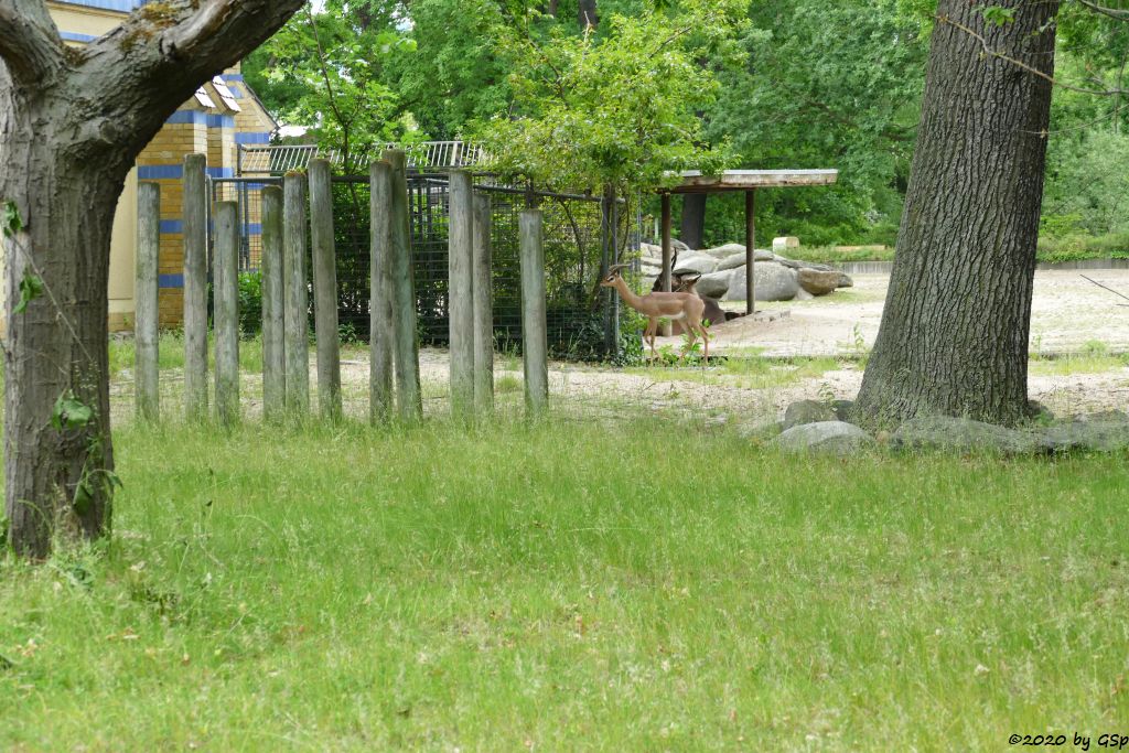 Südliche Giraffengazelle (Südliche Gerenuk)