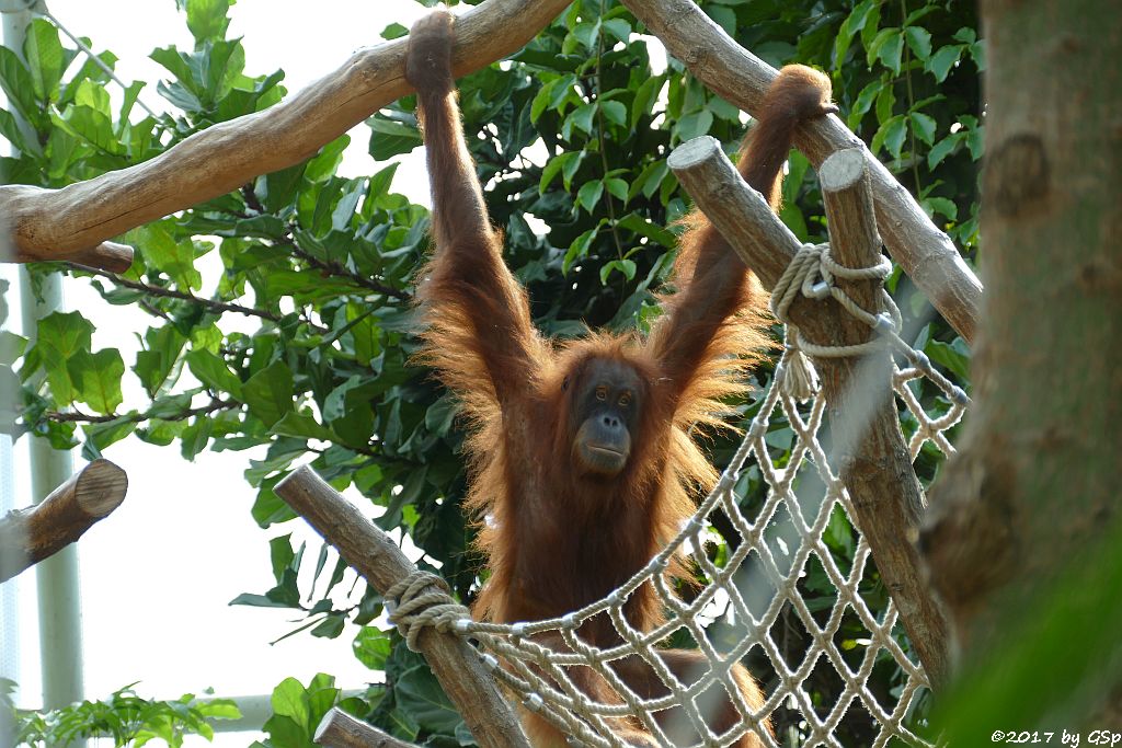 Sumatra-Orang-Utan