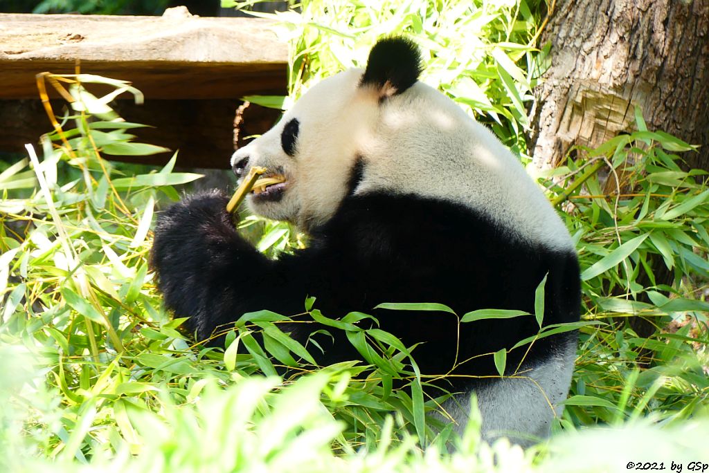 Großer Panda (Riesenpanda, Bambusbär) JIAO QING