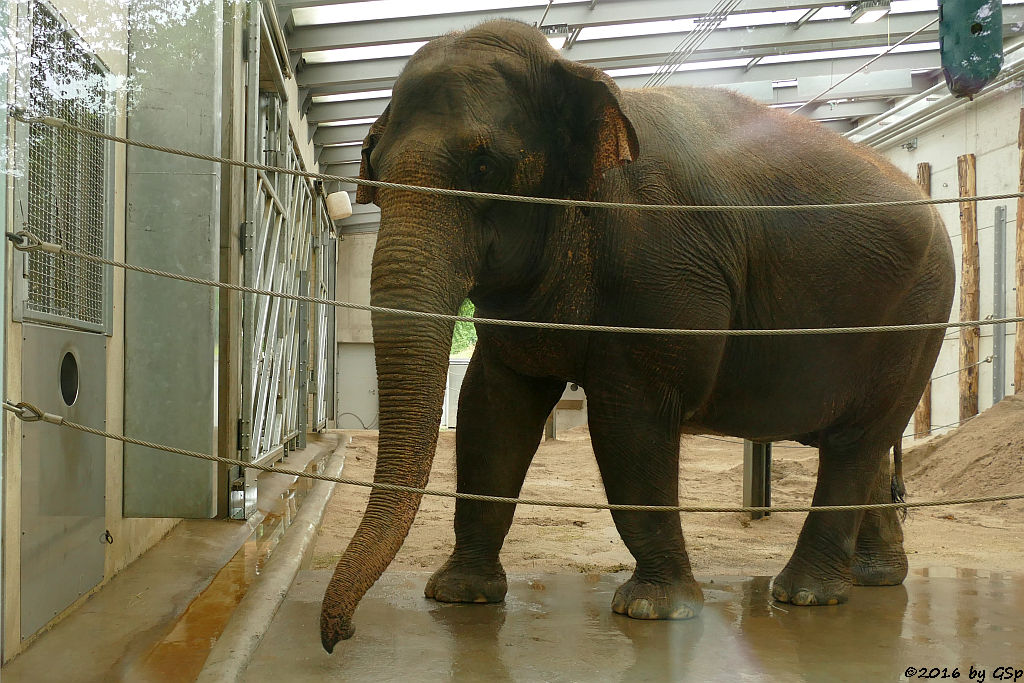 Asiatischer Elefant JENNY