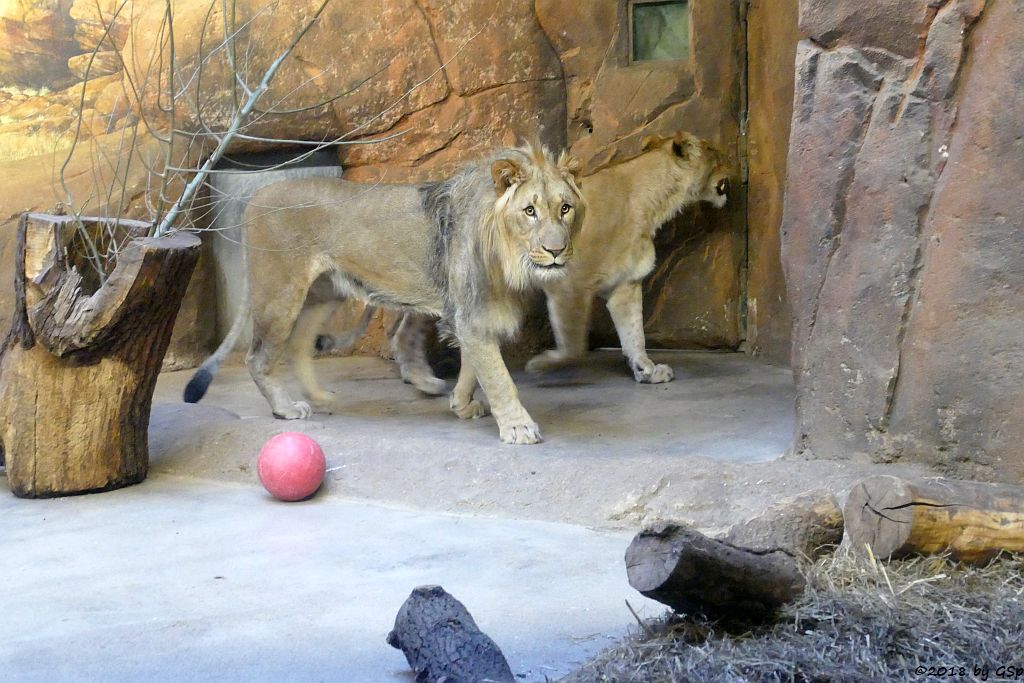 Kalahari-Löwe (Etoscha-Löwe, Wüstenlöwe) MAJO und KIGALI