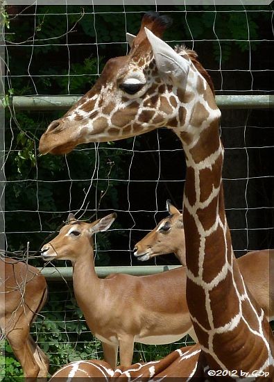 Netzgiraffe und Impala