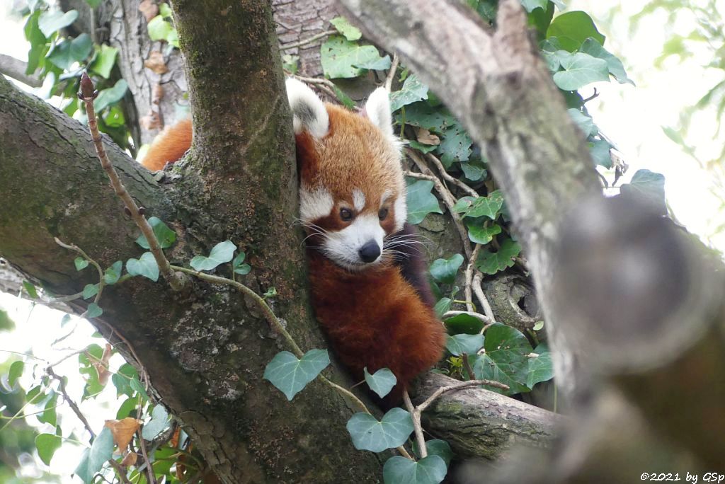 Westlicher Kleiner Panda (Westlicher Katzenbär, Nepalesischer Roter Panda)