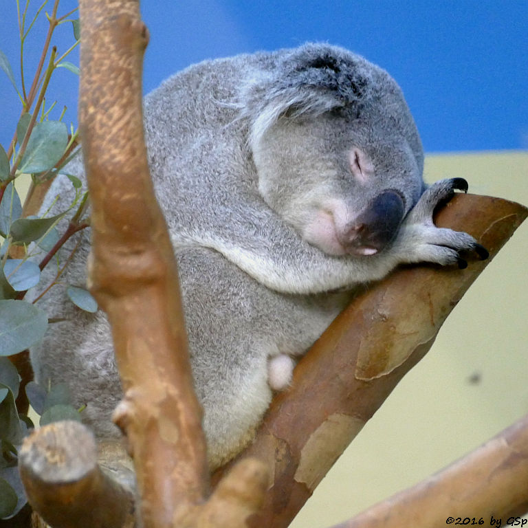 Koala