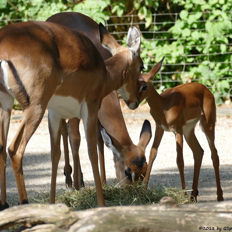 Gewöhnliche Impala (Schwarzfersen-Antilope), Jungtier geb. am 1.8.18