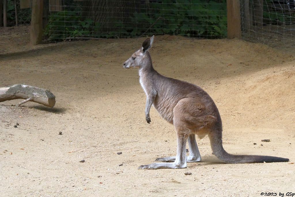 Östliches Graues Riesenkänguru
