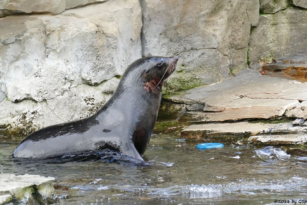 Südafrikanischer Seebär (Zwergseebär)