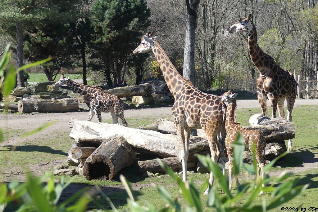 Rothschildgiraffe (Uganda-Giraffe, Baringo-Giraffe), KIANO geb. am 4.1.24