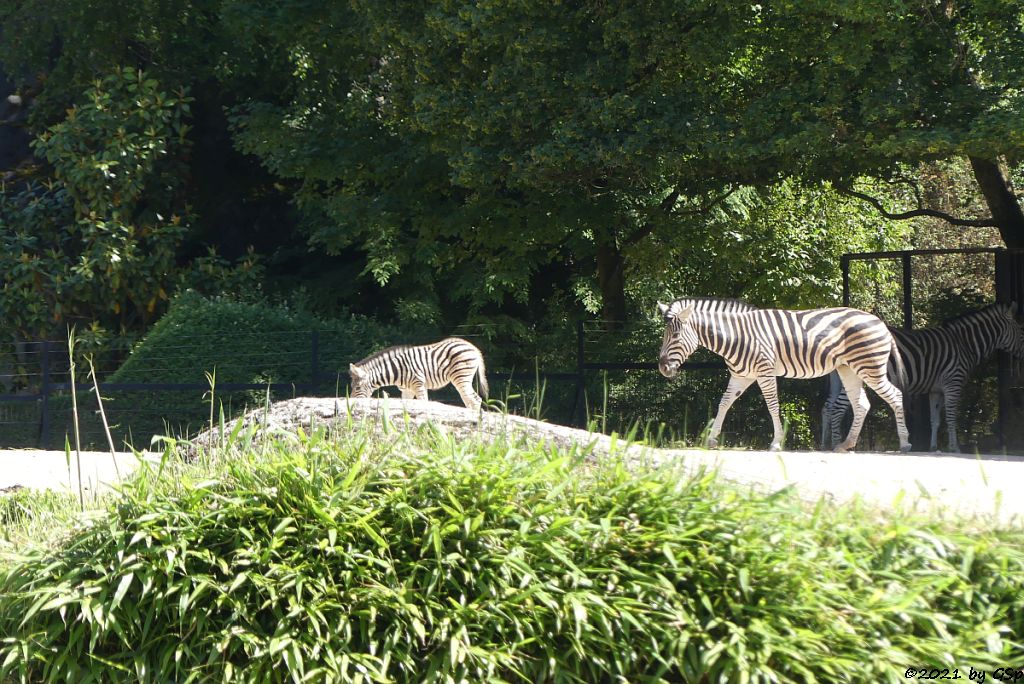 Chapman-Steppenzebra KUFARA, geb. am 3.6.21 mit Mama MANASHA