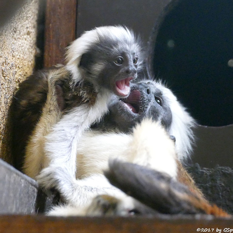 Lisztäffchen (Lisztaffe, Pinchéaffe), Jungtiere geb. am 10.04.17 (6 1/2 Wochen)