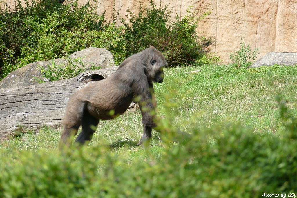 Westlicher Flachlandgorilla