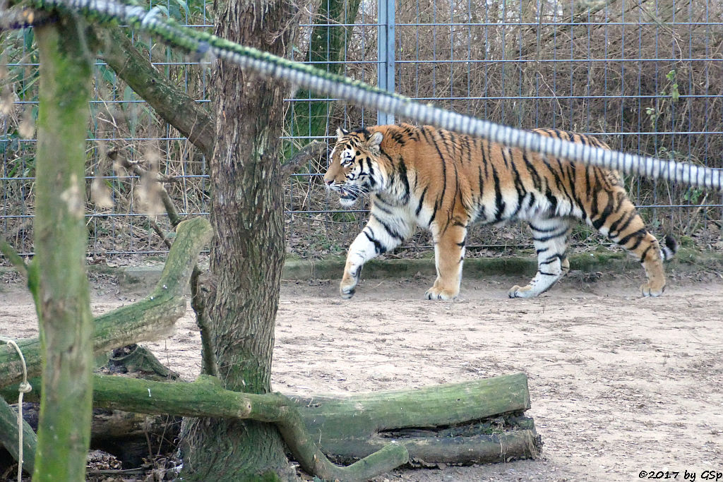 Amurtiger (Sibirischer Tiger, Mandschu-Tiger) SERGAN