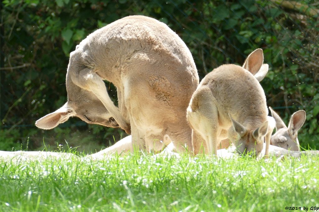 Rotes Riesenkänguru